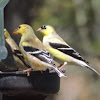 American Goldfinch