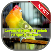 Lovebird Ngetik Ngekek Panjang Terbaru 1.0 Icon