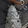 Giant Leopard Moth