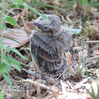 Red-backed Shrike