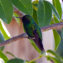 Blue-tailed emerald