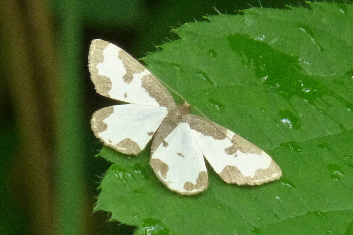 Clouded Border moth