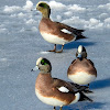 American Wigeon