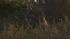 Big Texas Whitetails thumbnail