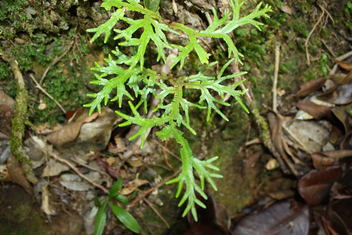 Delicate Spikemoss