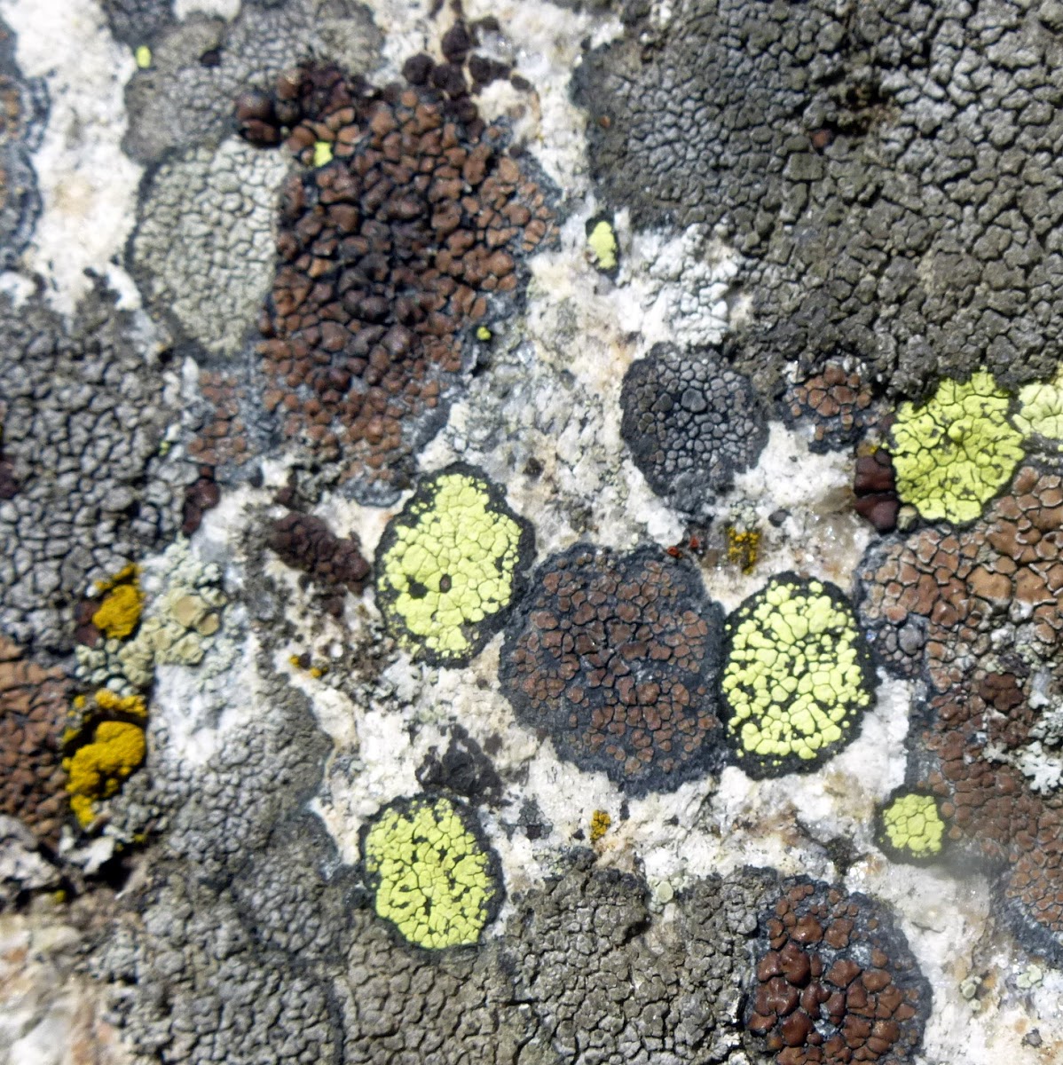 Map Lichen