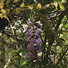 Chinese wisteria