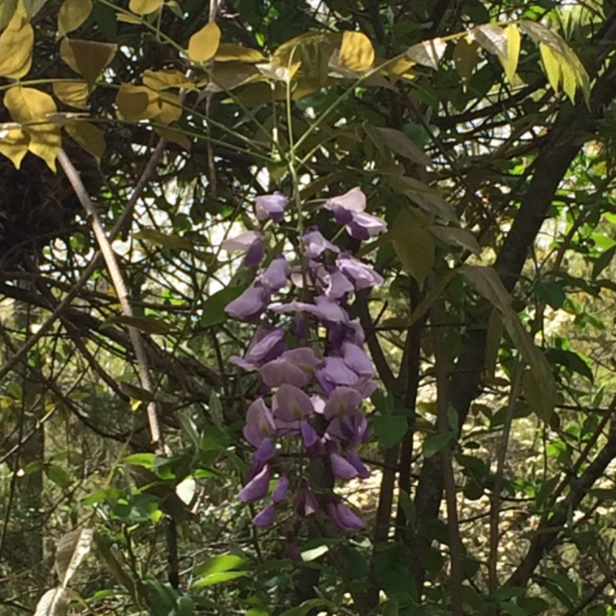 Chinese wisteria