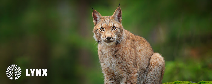 Lynx - Wild Cat HD Wallpapers New Tab marquee promo image