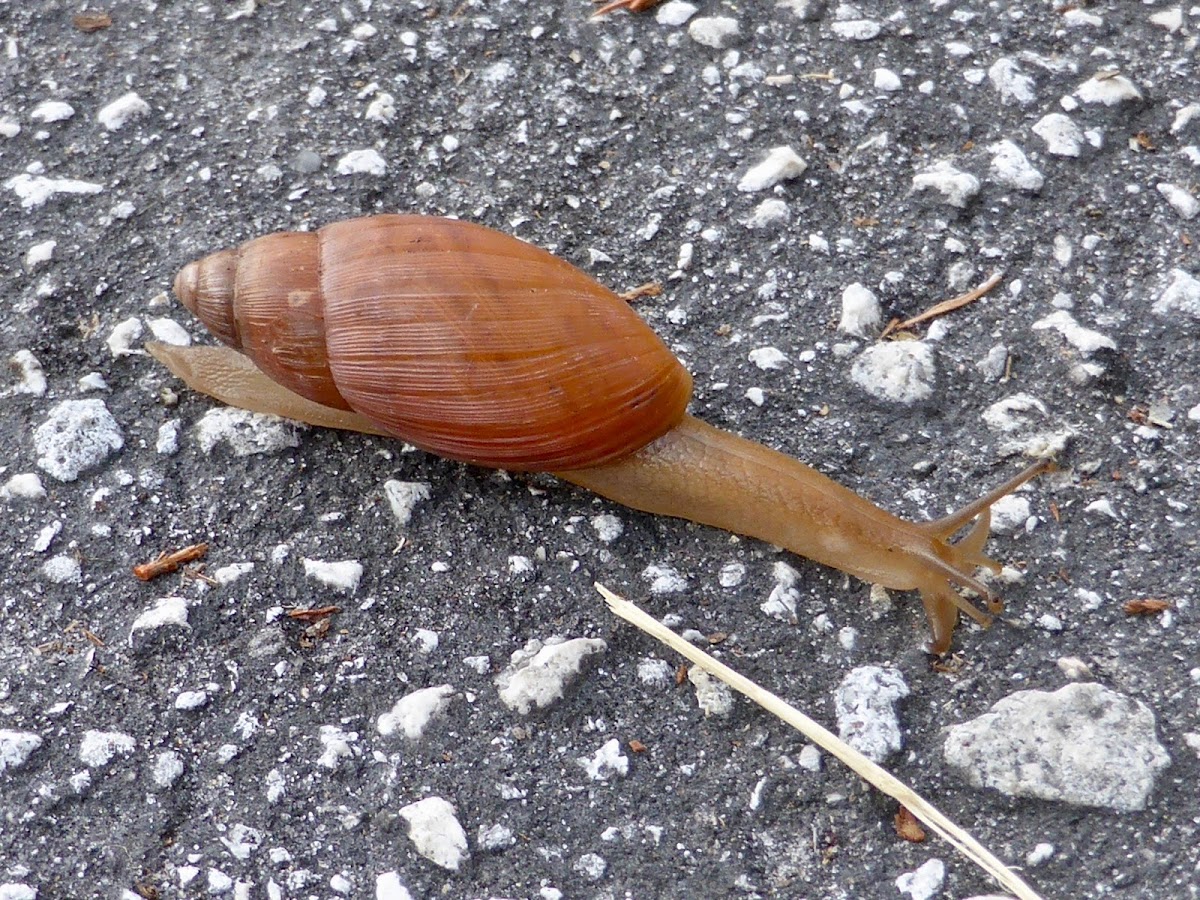 Rosy Wolfsnail