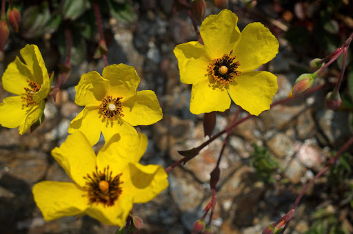 Tuberaria globulariifolia