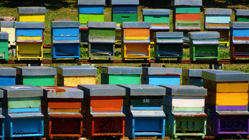 A ogni sciame il suo colore di Giorgio Lucca