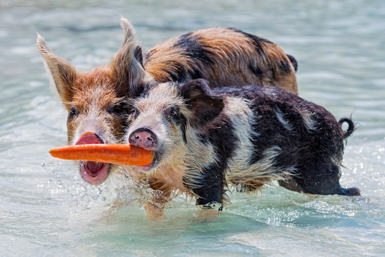 Two pigs joust for a carrot in South Eleuthera in the Bahamas. 