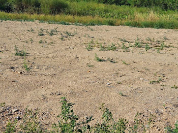 terrain à Rivesaltes (66)