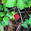 Wild Strawberry