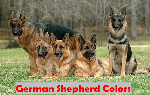 German Shepherd Colors - 10PetFood - Top Pet Nutrition Reviews and Guides