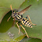 Iberian Paper Wasp