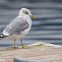 Mew Gull