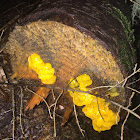 conifer witch's butter