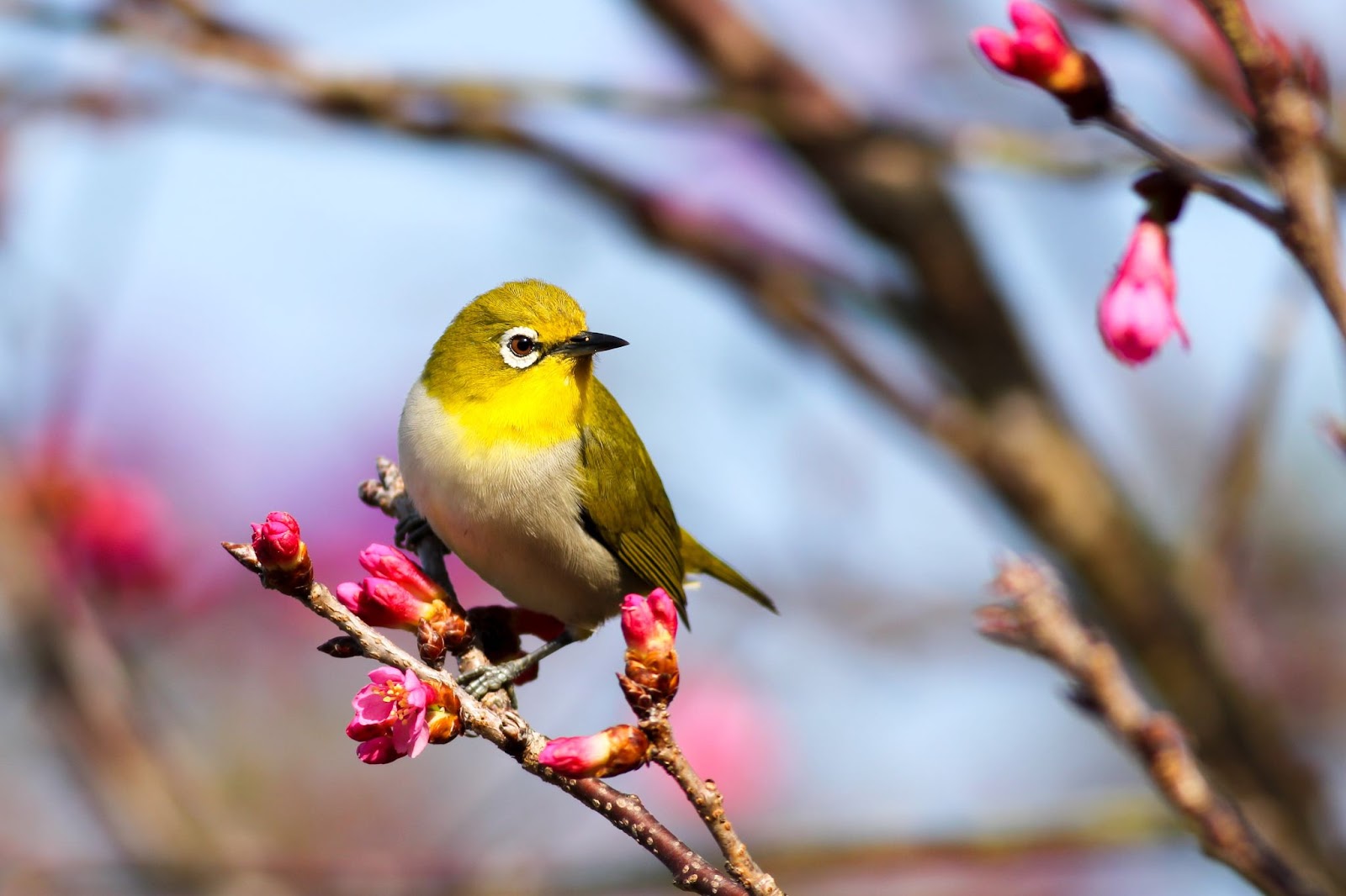 A small yellow, green and brown colored bird sitting on a tree branch.