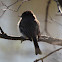 Eastern Phoebe