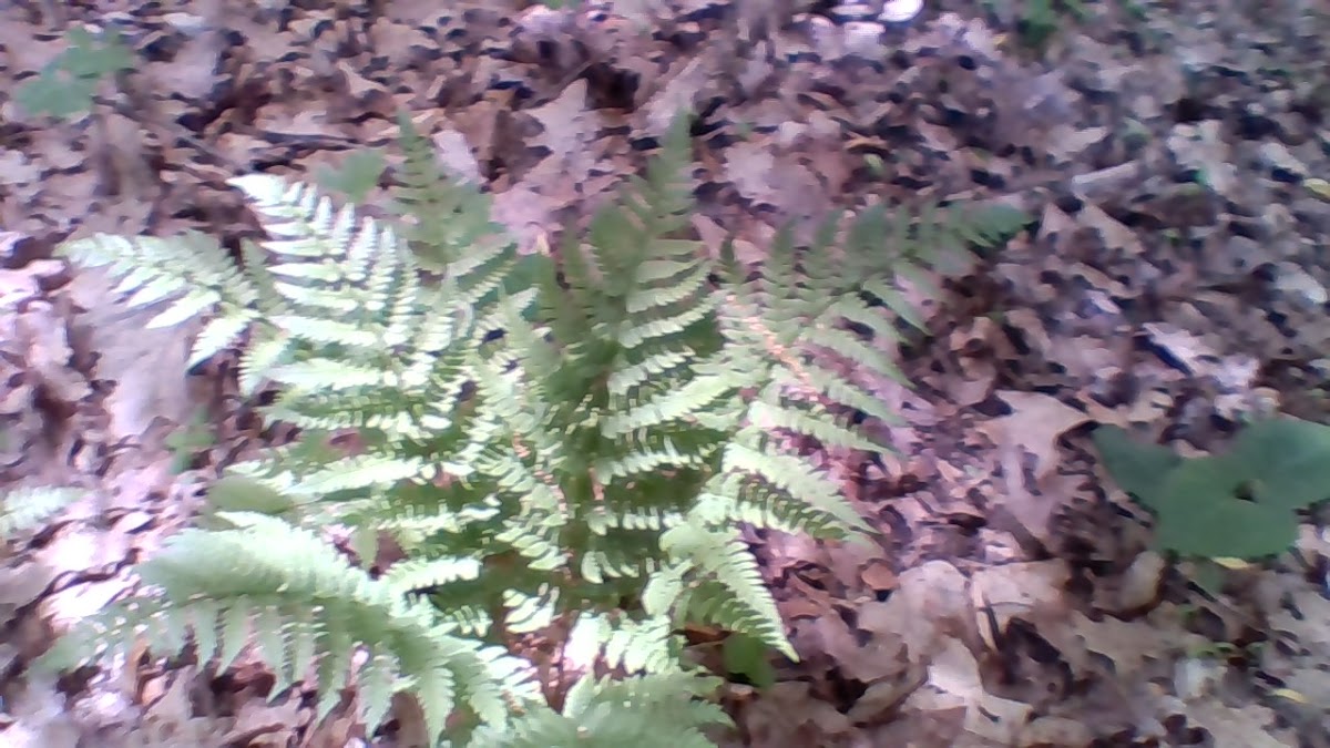 fern