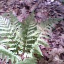 fern