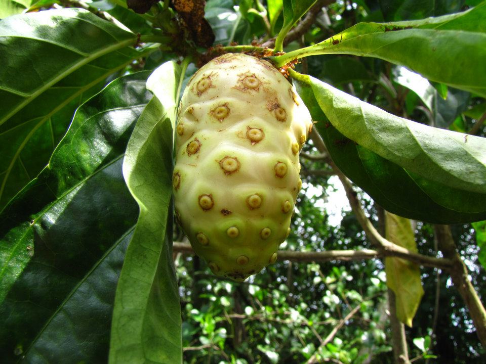 Morinda