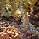 South African Ground Squirrel