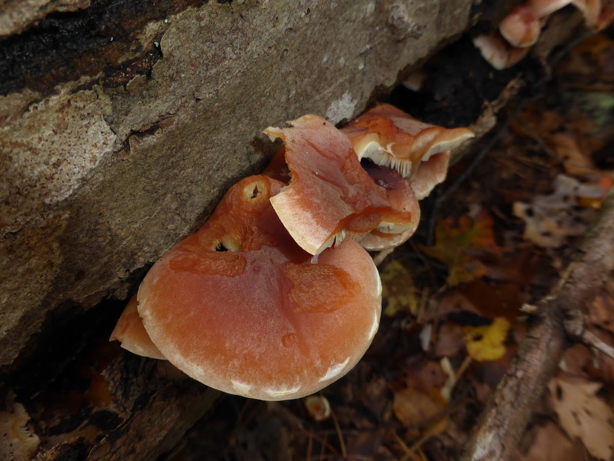 Brick Cap Mushroom