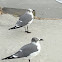 Laughing Gull