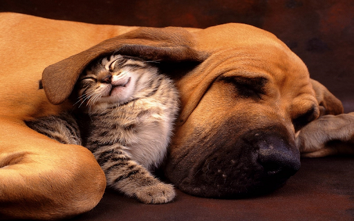 Dog and Kitten for 1366 X 768 resolution