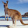 Kangaroo Wallpaper New Tab Theme