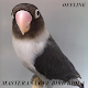 Download Masteran Love Bird Biola Offline For PC Windows and Mac 8.0