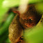 Philippine tarsier