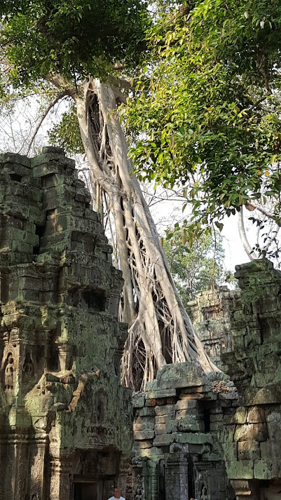 strangler fig tree at Ta Prohm temple 