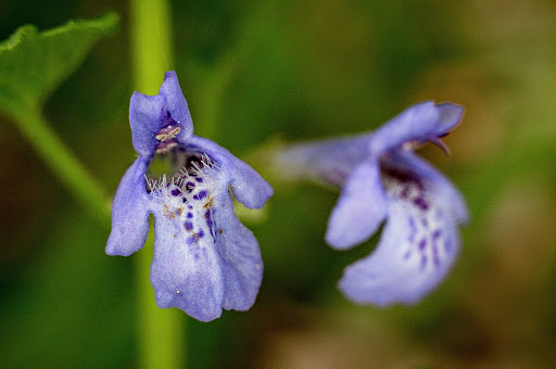 Glechoma hederacea