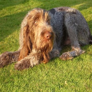 Spinone Italiano Wallpaper