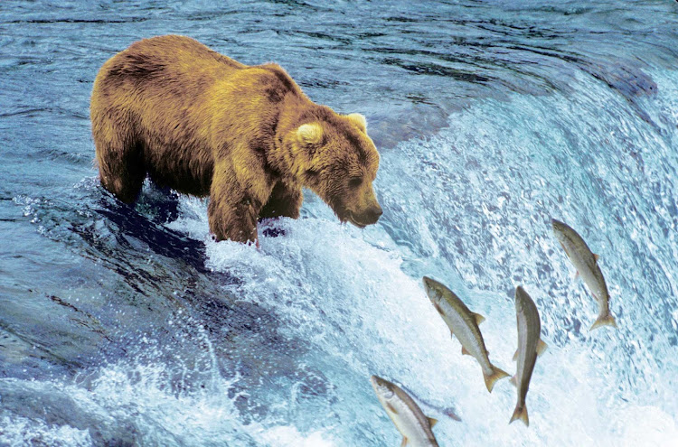 A brown bear tries some mind control over unsuspecting salmon swimming upstream in the Pacific Northwest. 