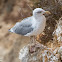 Yellow-legged Gull