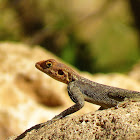 Namib Rock Agama