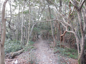 緩い登りに