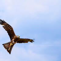 Liberi di volare  di 