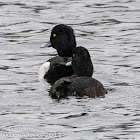 Tufted Duck