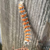 Cattail Caterpillar Moth