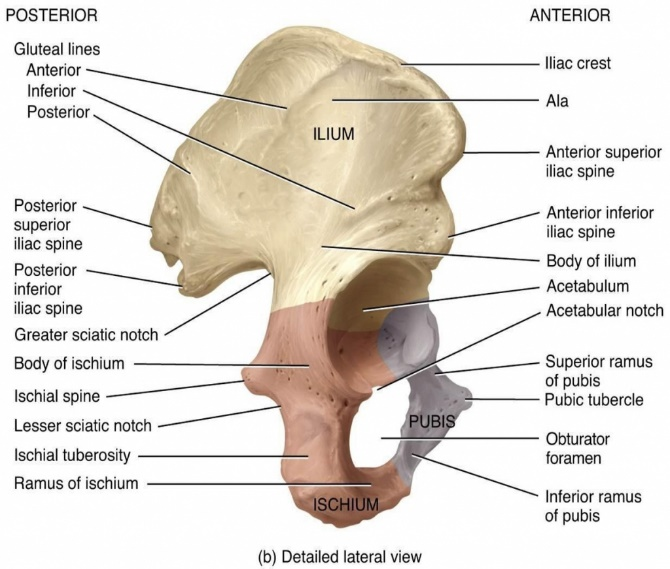 Human Skeletal System: Appendicular Skeleton- 1 - Forensics Digest