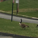 Canada Geese