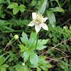 Thimbleweed