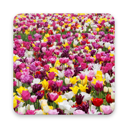 Flower Field Wallpaper Hd Aplicații Pe Google Play