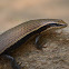 Bronze Grass Skink